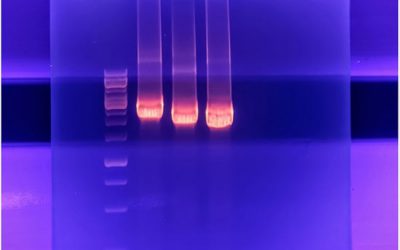 انجام تکنیک PCR بررسی بر روی ژل الکتروفورز - شرکت دانش بنیان بافت و ژن پاسارگاد