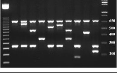 pcr-multiplex3