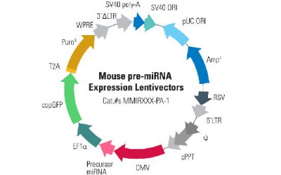 طراحی و ساخت وکتورهای حاوی microRNA و siRNA