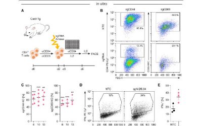 حذف ژن با واسطه CRISPRCas9 در سلول های T اولیه موش - شرکت دانش بنیان بافت و ژن پاسارگاد
